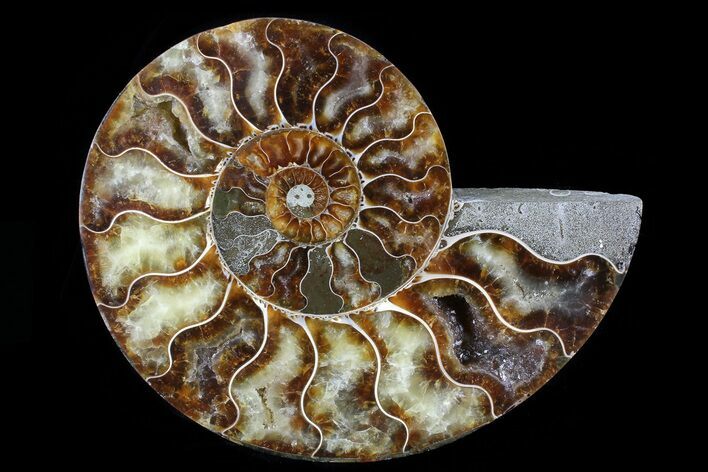Agatized Ammonite Fossil (Half) - Madagascar #79724
